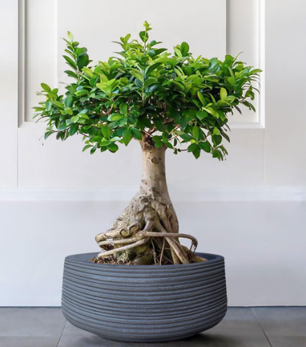 Garden Shallow Plant Pot with Drainage Holes – Fiberstone Round Bowl Planter
