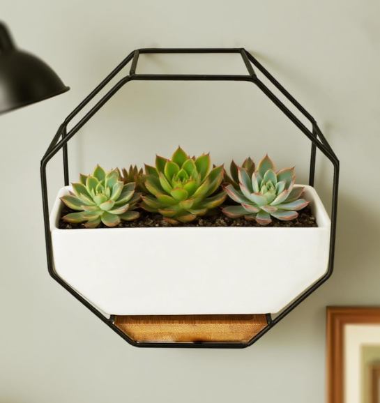 Wall Planter Geometric Octagon Design with Ceramic Pot & Metal Frame